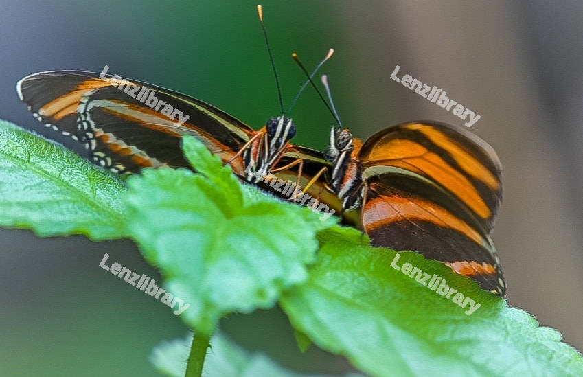 Tiger striped butterfly